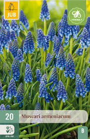 Muscari Armeniacum x 20 